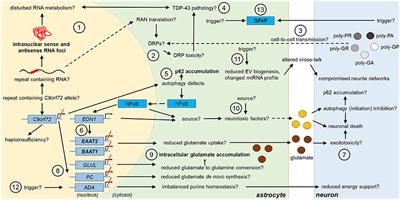 Astrocytes and Microglia as Potential Contributors to the Pathogenesis of C9orf72 Repeat Expansion-Associated FTLD and ALS